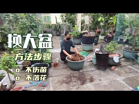 福木換盆|福木的照顧與修剪